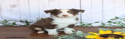 Miniature Australian Shepherd dogs for sale: Maverick - Ad 1