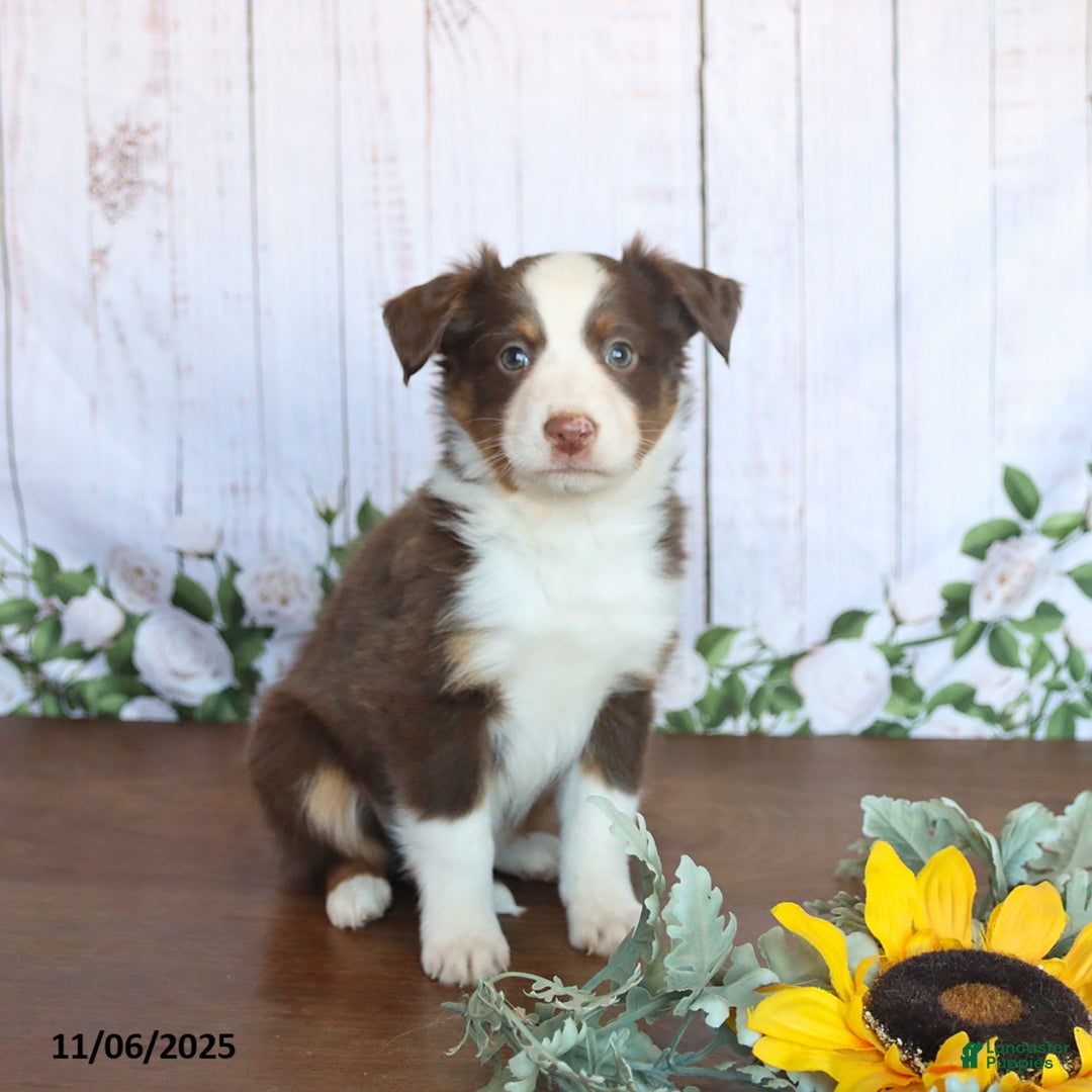 Miniature Australian Shepherd dogs for sale: Maverick - Ad 1