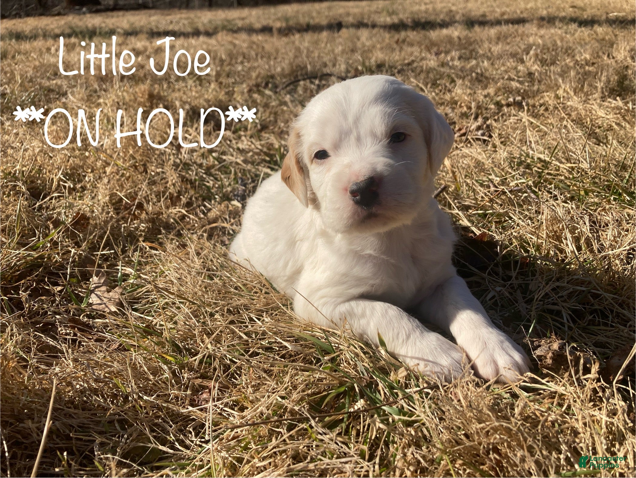 English Setter dogs Little Joe  - Ad 8