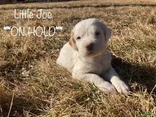 English Setter dogs Little Joe - Ad 8