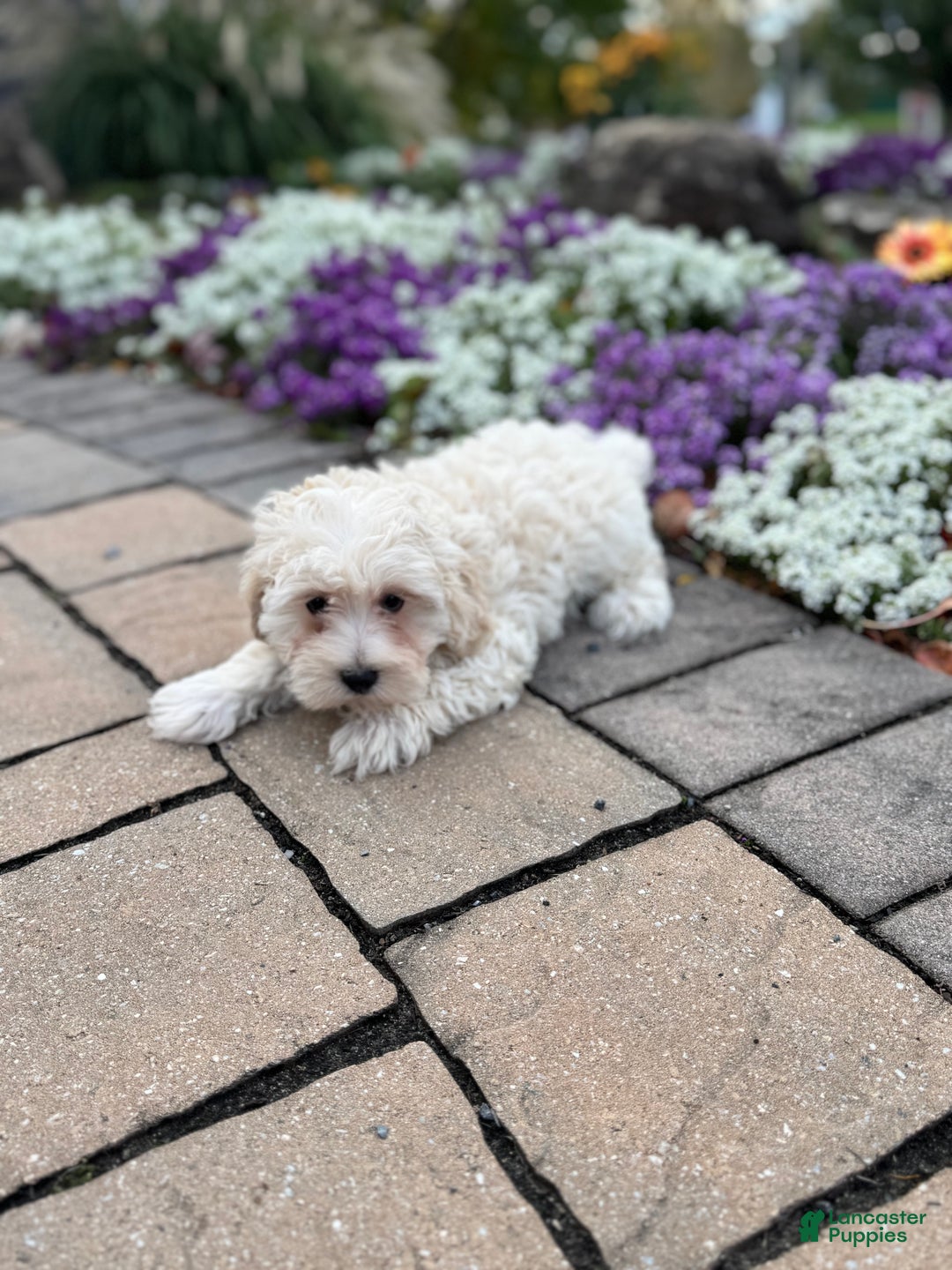 Mixed Breed dogs for sale: Elmo - Ad 2