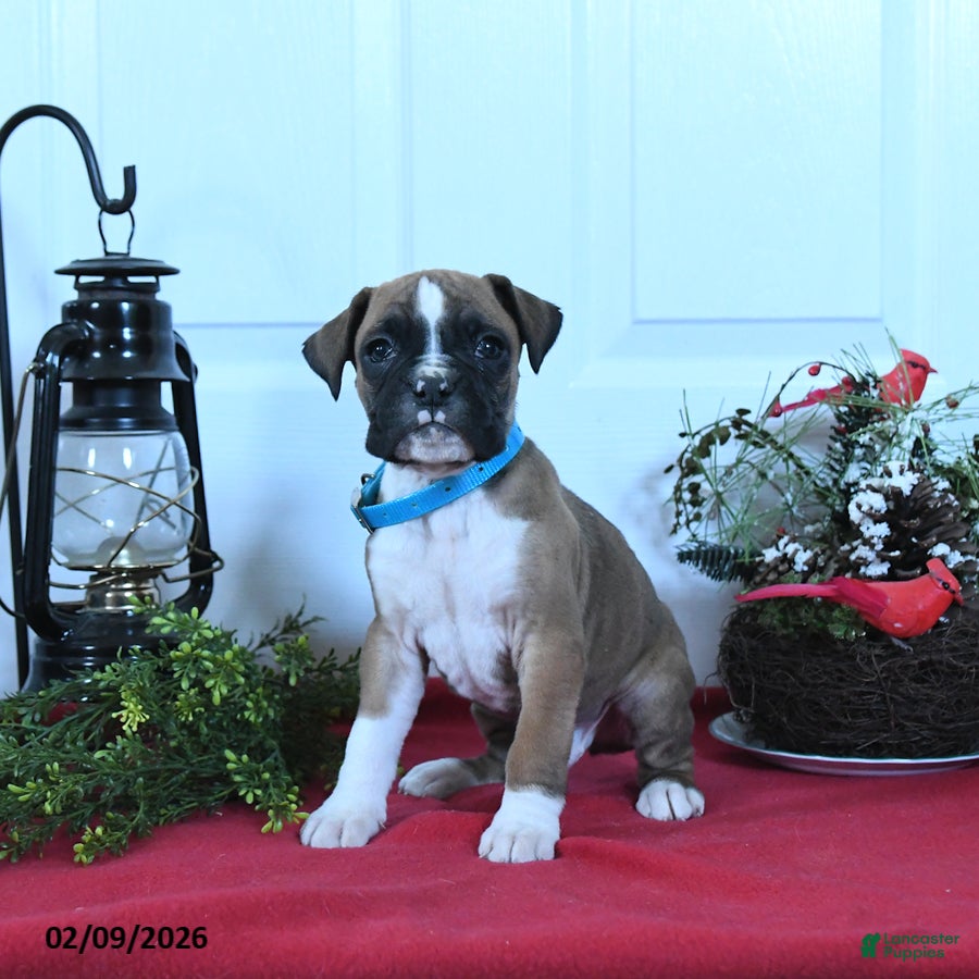 Boxer dogs Marley - Ad 30