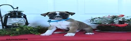 Boxer dogs for sale: Marley - Ad 1