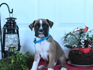 Boxer dogs Marley - Ad 30