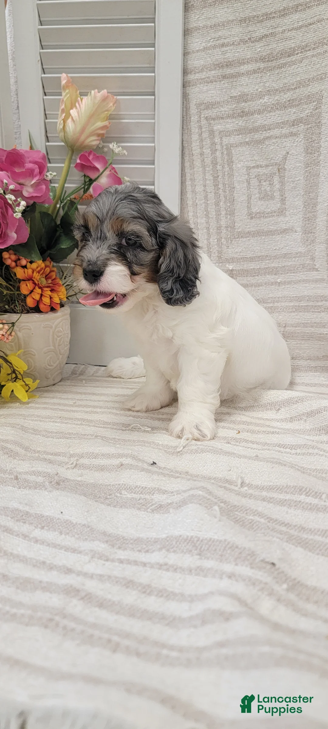 Cockapoo dogs for sale: Sandy - Ad 13