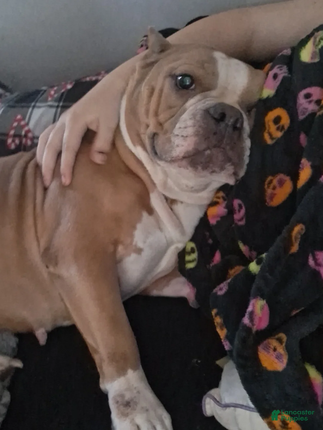 Mixed Breed dogs for sale: Mixed Breed 5 - Ad 2