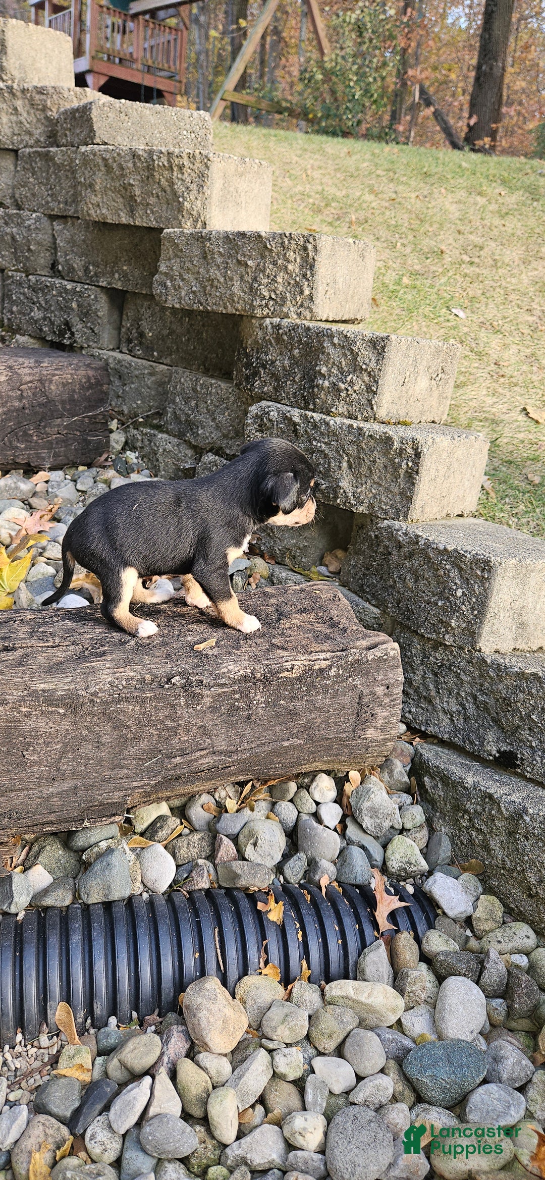 Mixed Breed dogs for sale: Luna - Ad 5