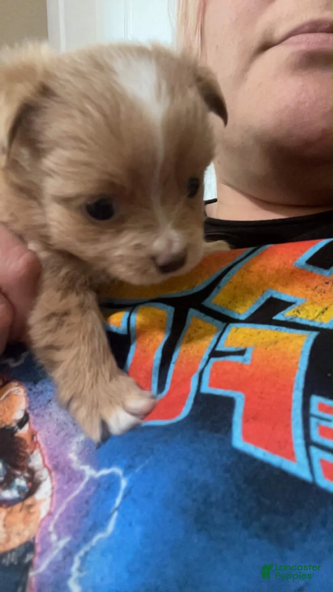 Pomchi dogs for sale: Mochi - Ad 2
