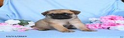 Pug dogs for sale: Geneva - Ad 4