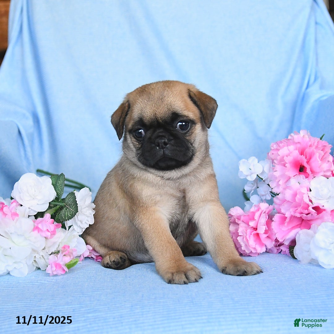 Pug dogs for sale: Geneva - Ad 4