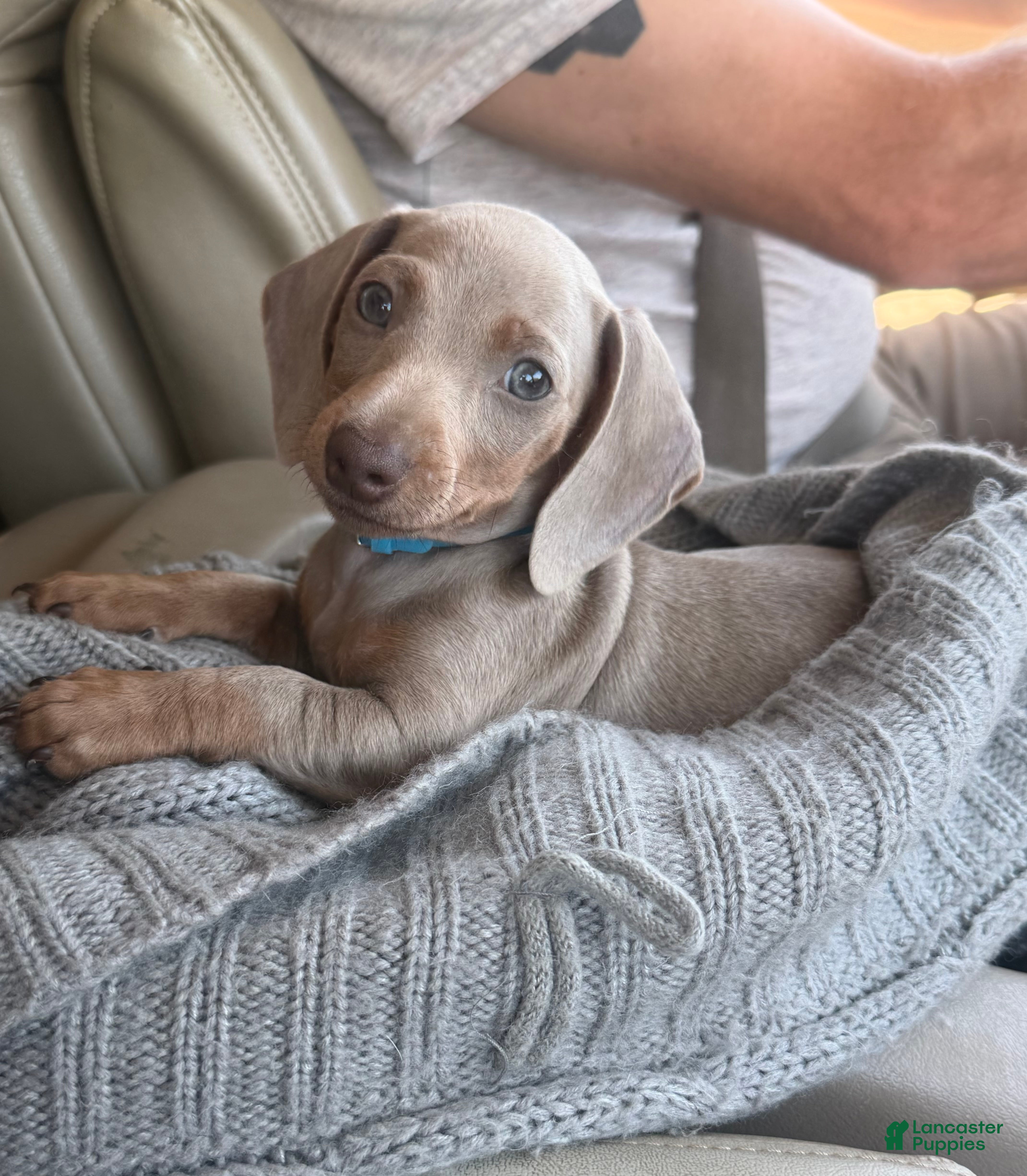 Miniature Dachshund dogs Miniature Dachshund Puppy 1 - Ad 1