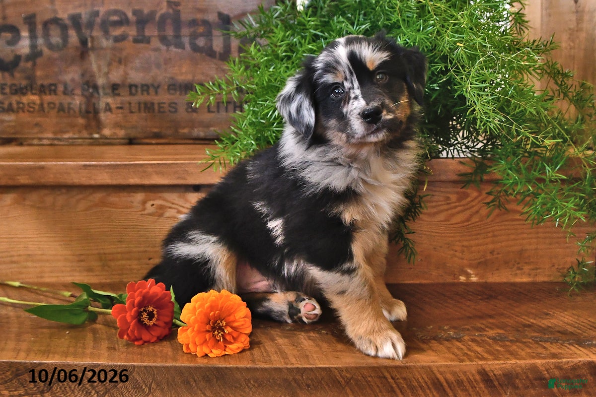 Australian Shepherd dogs Ranger - Ad 2