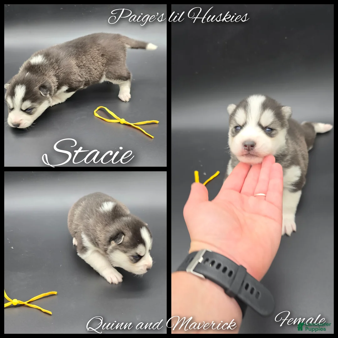 Siberian Husky dogs for sale: Stacie  - Ad 5