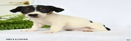 Jack Russell Terrier dogs for sale: Franklin - Ad 1