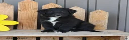 Mixed Breed dogs for sale: Gabe - Ad 1