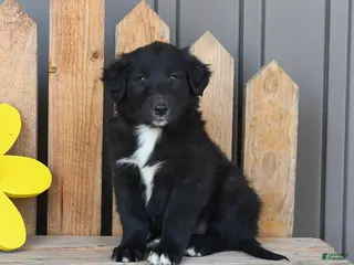 Mixed Breed dogs for sale: Gabe - Ad 1