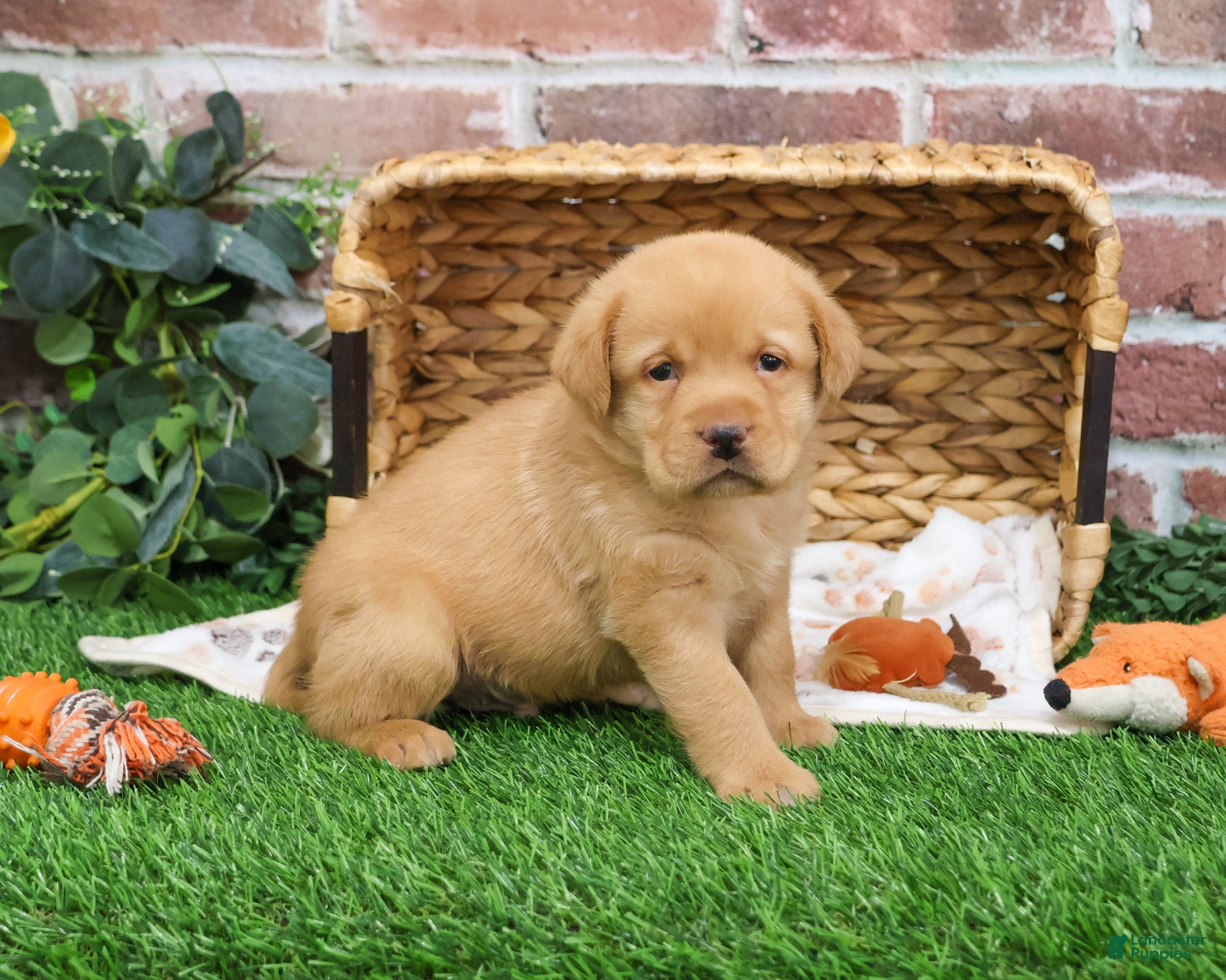 Labrador Retriever dogs Eddie - Ad 30