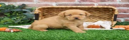 Labrador Retriever dogs for sale: Eddie - Ad 1