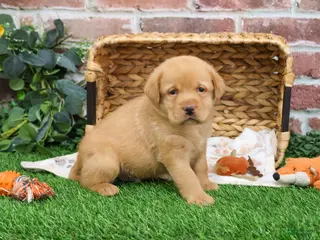 Labrador Retriever dogs Eddie - Ad 30