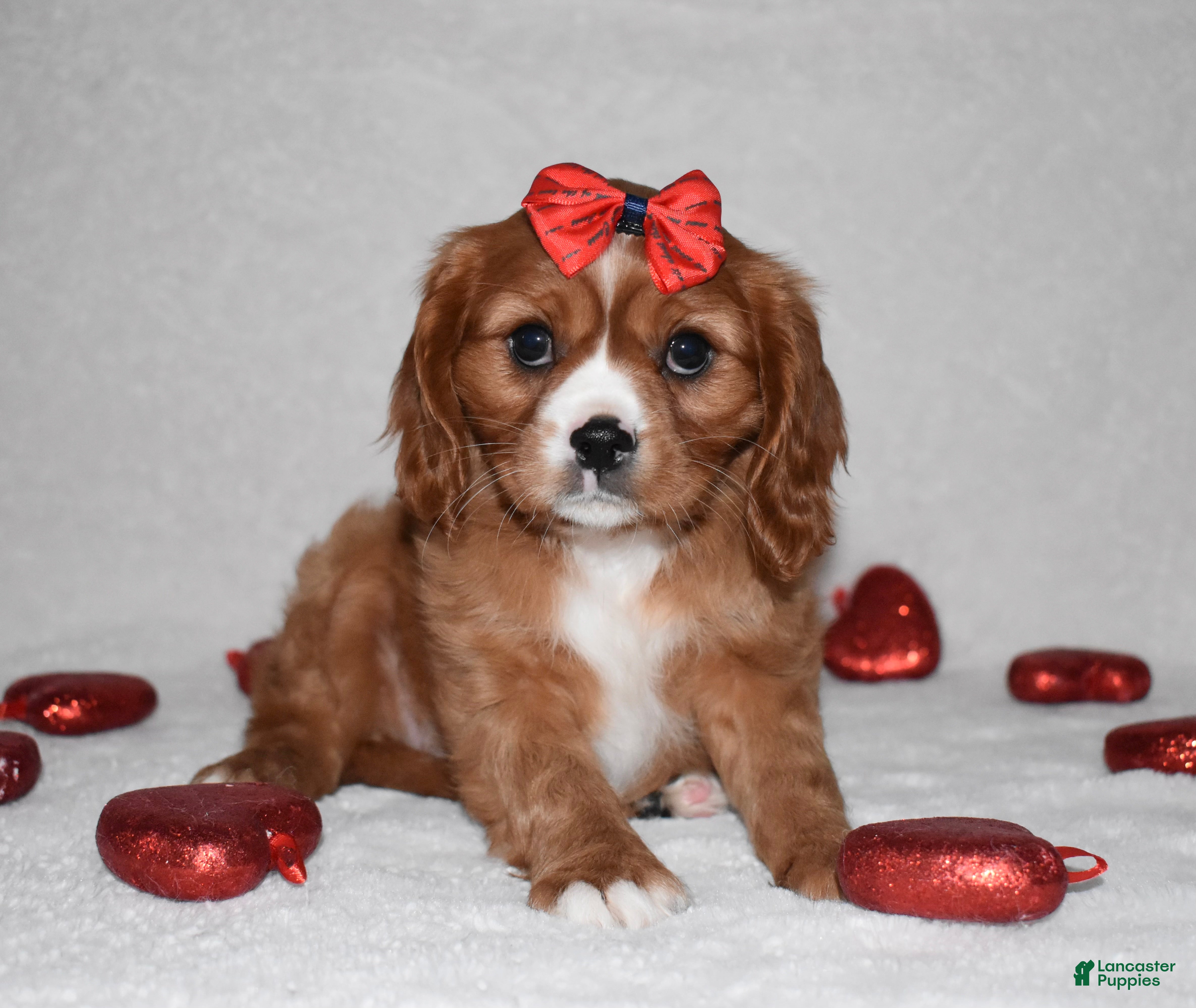 Cavalier King Charles Spaniel dogs Oona - Ad 13