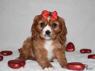 Cavalier King Charles Spaniel dogs Oona - Ad 13