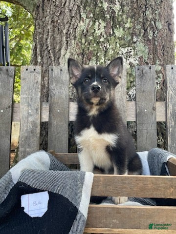 Pomsky dogs Bella   - Ad 1