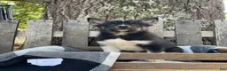 Pomsky dogs for sale: Bella   - Ad 1