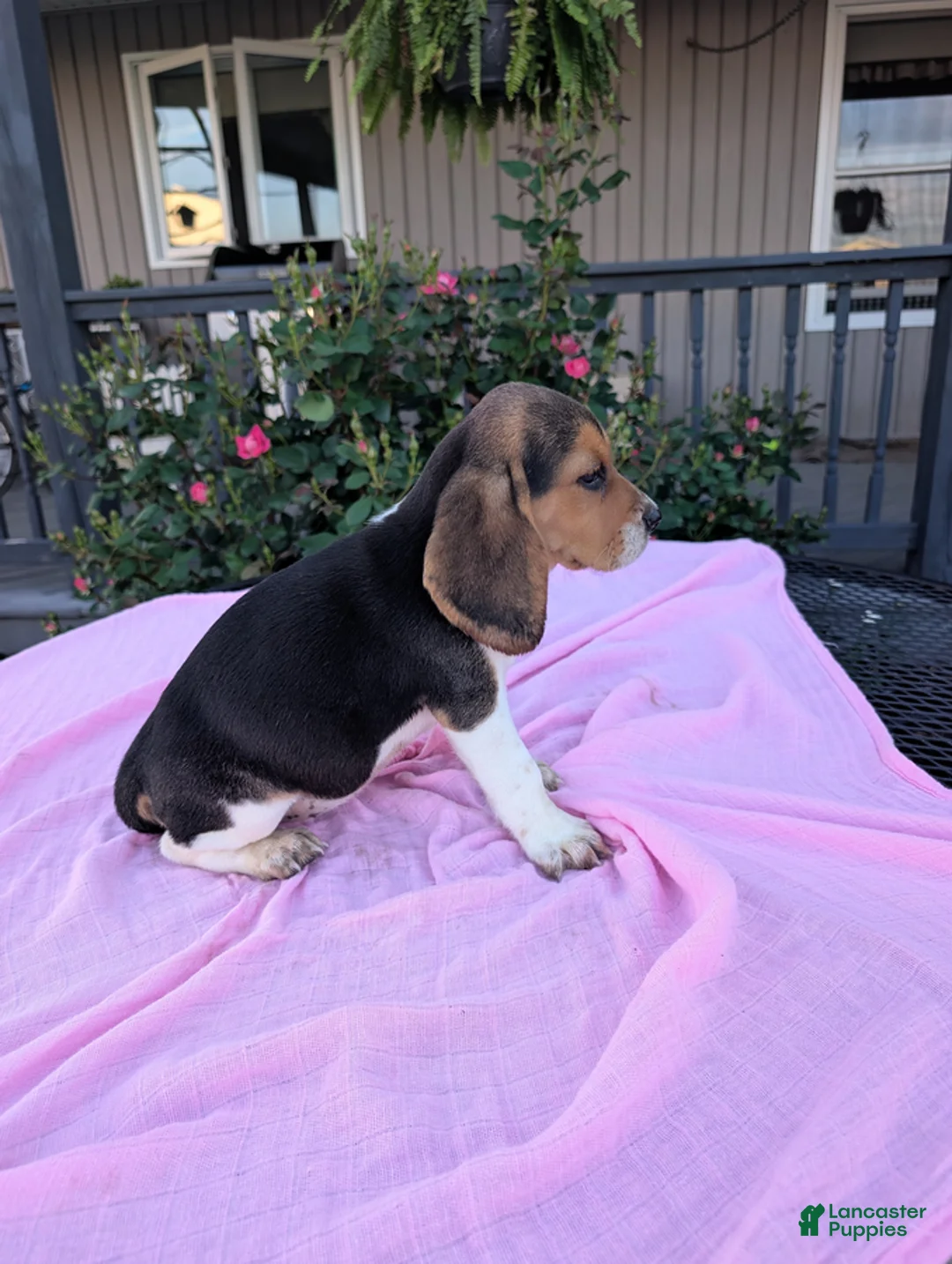 Beagle dogs for sale: Jackie - Ad 2