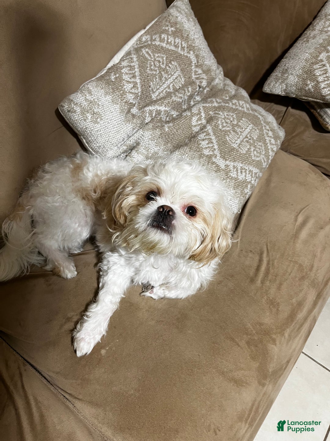 Shih Tzu dogs for sale: Maple - Ad 10