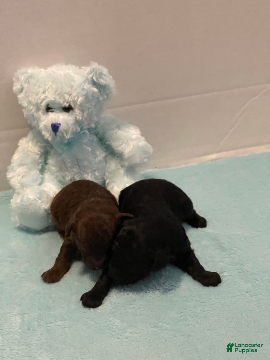 Toy Poodle dogs for sale: Toy Poodle Puppy 1 - Ad 7