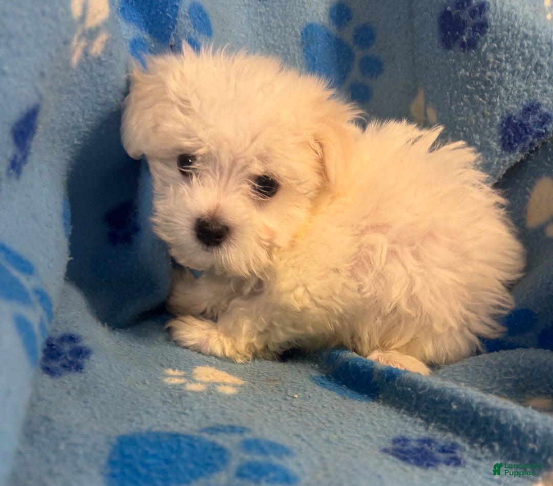 Maltese dogs for sale: Maltese Puppy 1 - Ad 2