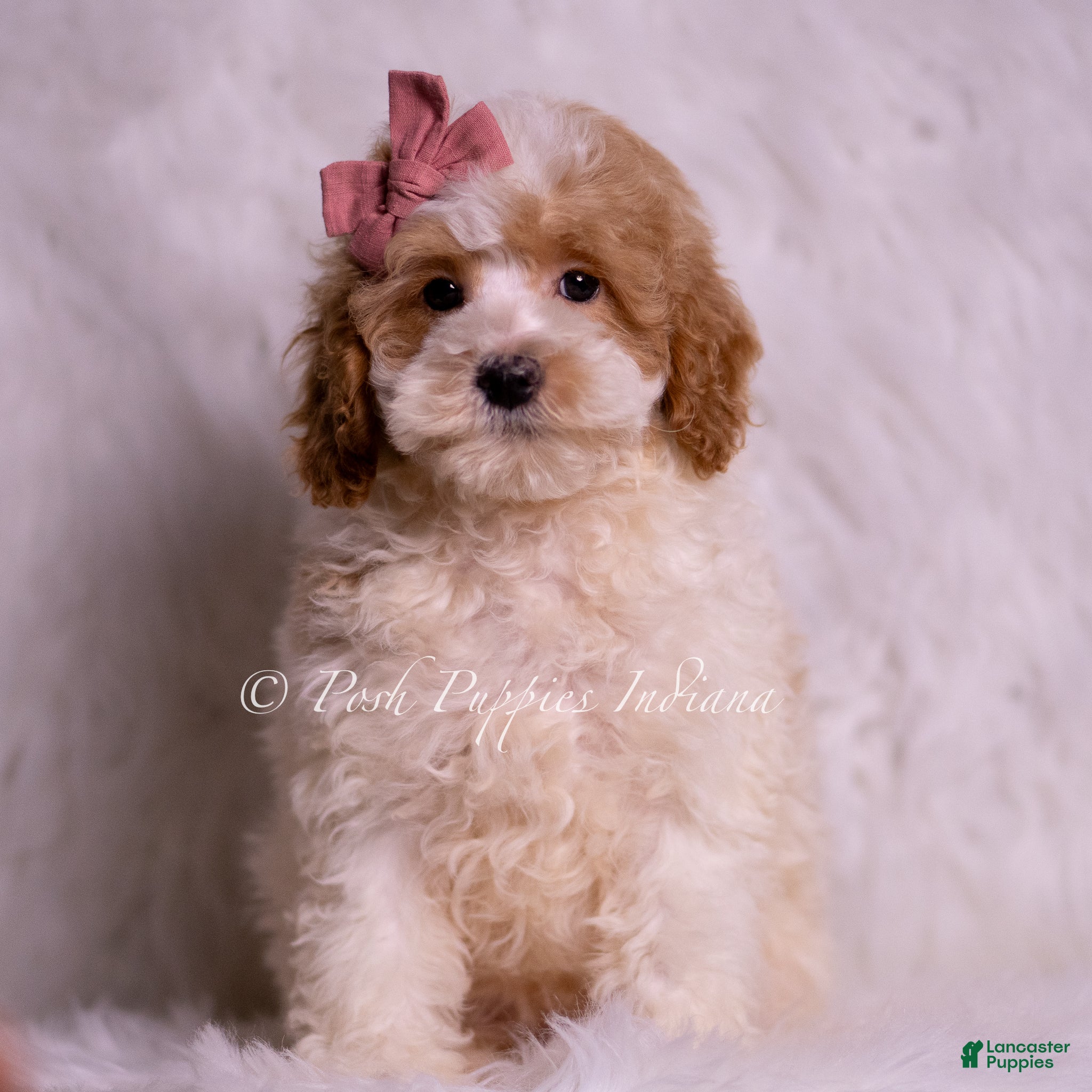 Mini Goldendoodle dogs Bambina - Ad 38