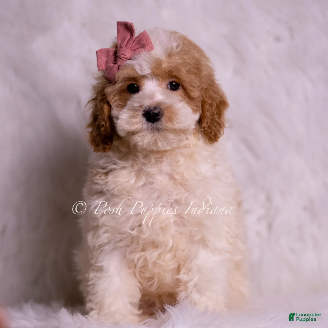 Mini Goldendoodle dogs for sale: Bambina - Ad 1