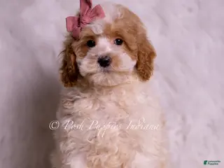 Mini Goldendoodle dogs Bambina - Ad 24