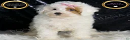 Toy Poodle dogs for sale: Gigi - Ad 5