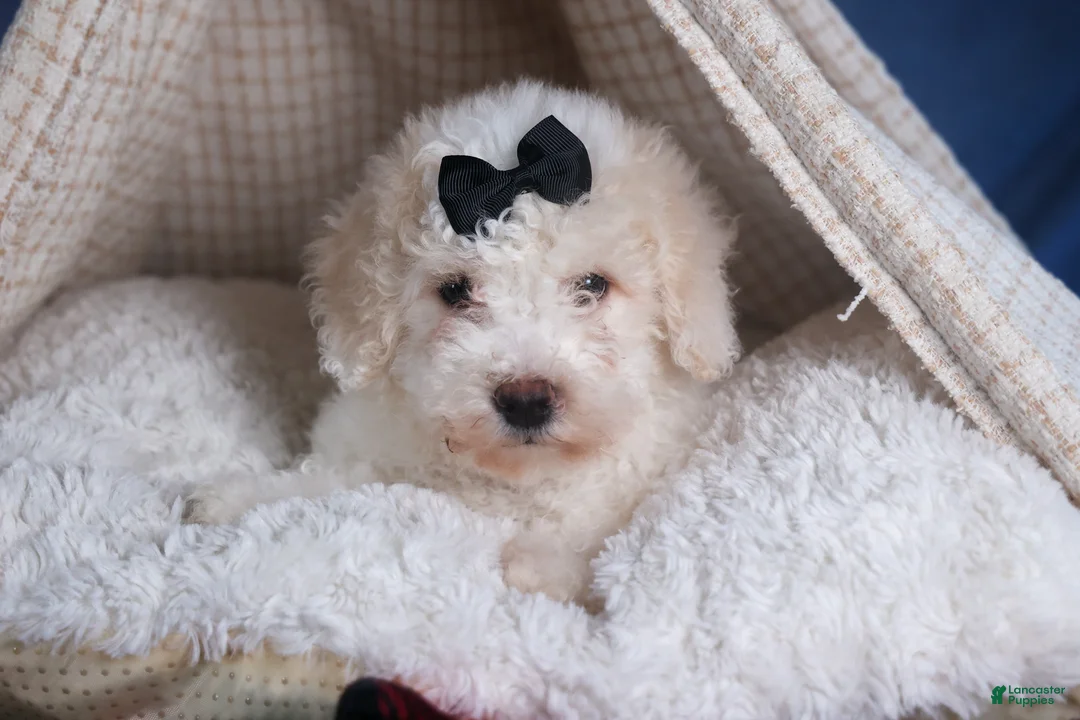 Bichpoo dogs for sale: Carmel - Ad 5