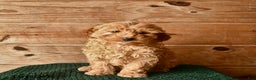Mini Goldendoodle dogs for sale: Nevada  - Ad 3