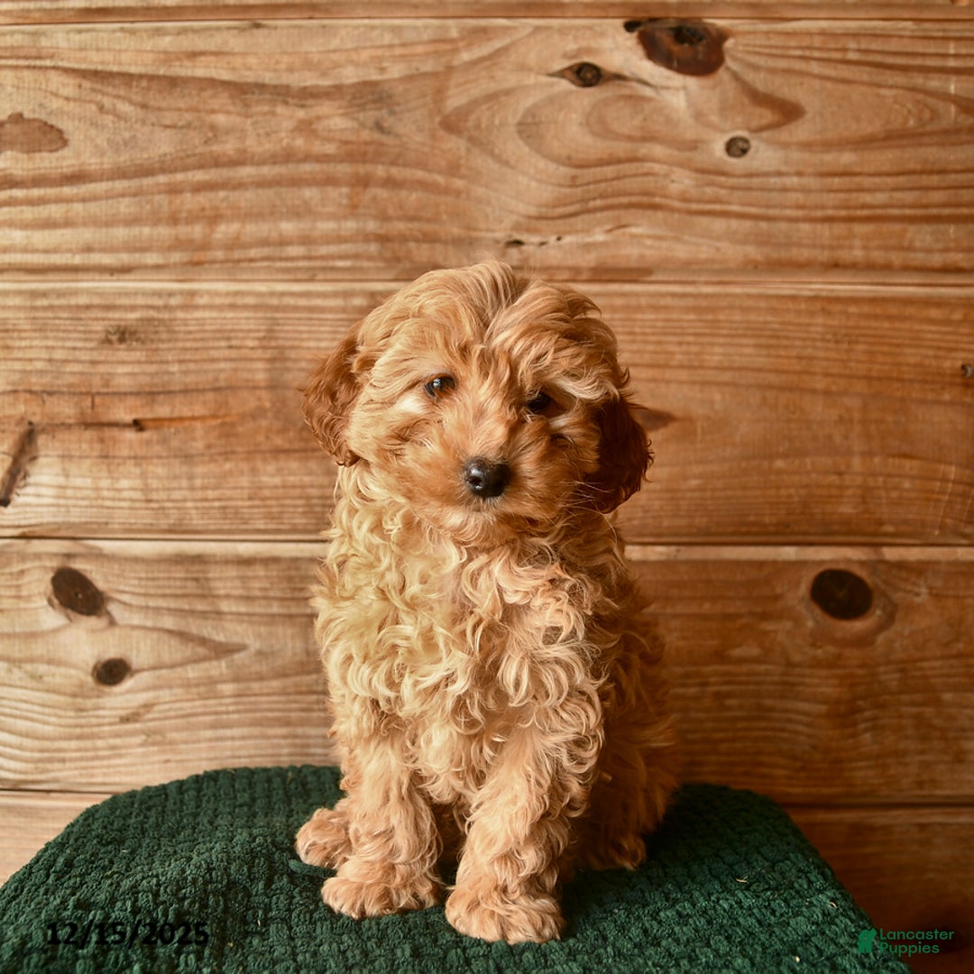 Mini Goldendoodle dogs for sale: Nevada  - Ad 3