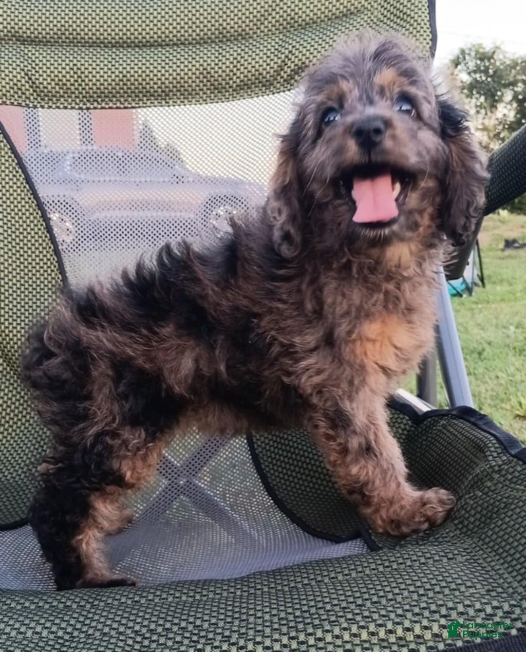 Cockapoo dogs Coconut - Ad 22