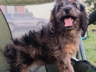 Cockapoo dogs Coconut - Ad 6