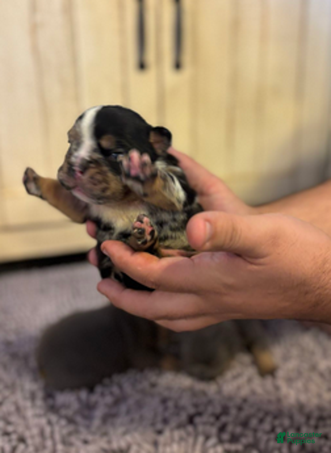 English Bulldog dogs for sale: Kobe - Ad 5