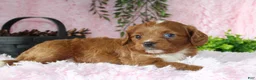 Cavapoo dogs for sale: Cavapoo 8 - Ad 2