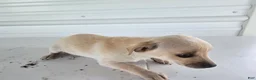 Chihuahua dogs for sale: Roxy - Ad 3