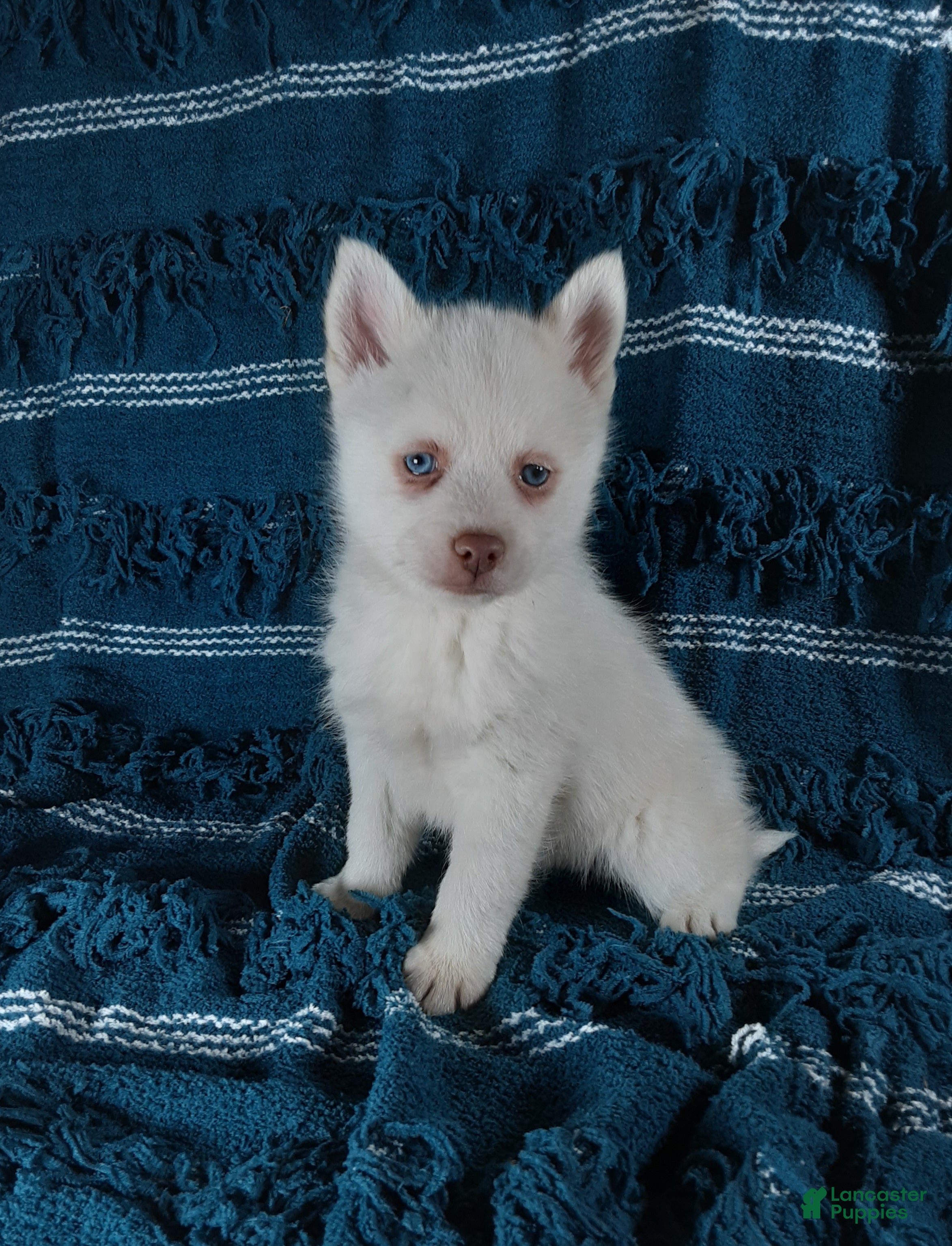 Pomsky dogs  Puppy 1 Louie - Ad 1