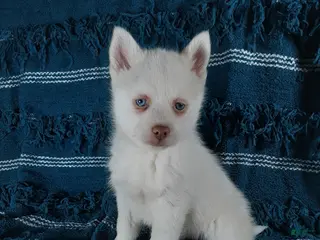 Pomsky dogs for sale: Puppy 1 Louie - Ad 2