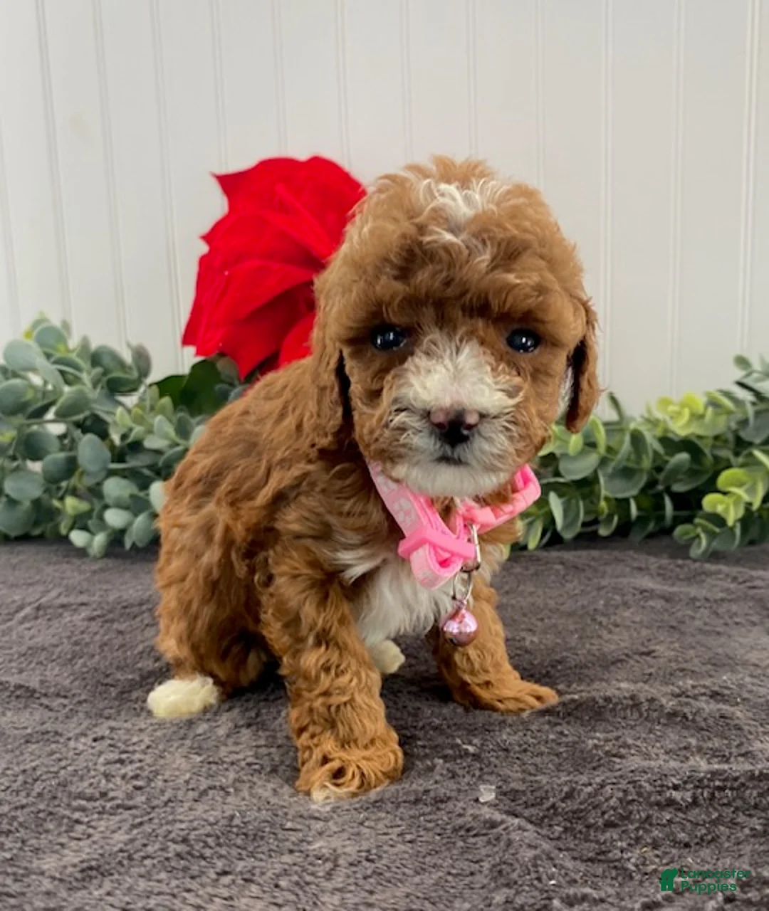 Toy Poodle dogs for sale: Jazzy - Ad 2
