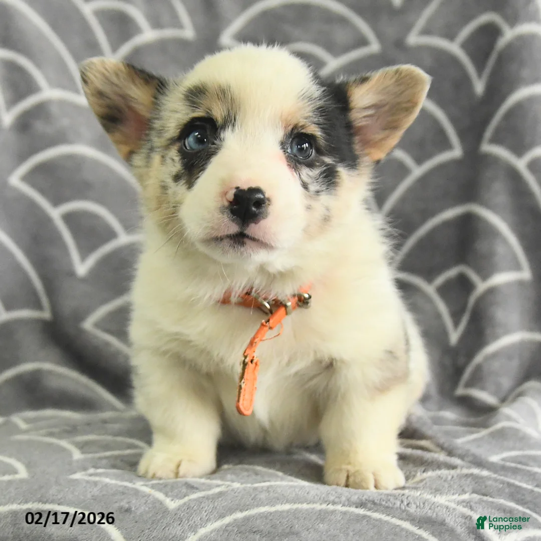 Welsh Corgi Pembroke dogs for sale: Kennedy - Ad 4