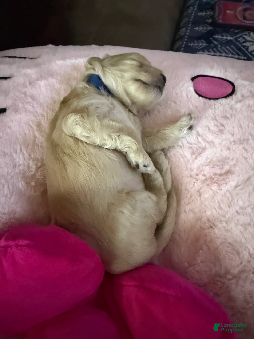 Mixed Breed dogs for sale: Chowder - Ad 5