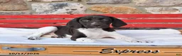 German Shorthaired Pointer dogs for sale: Pepsi - Ad 1