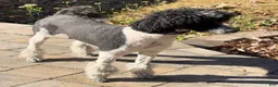 Mixed Breed dogs for sale: 🌸 Bopeep - Ad 3